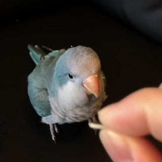 沢山のご応募ありがとうご」埼玉県 - 鳥の里親募集(527407