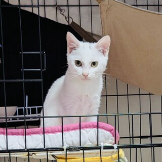 穏やかで人も猫も大好き温和なみらいちゃん