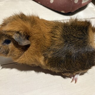 モルモットとスキニーギニアピッグの里親募集です