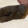 モルモットとスキニーギニアピッグの里親募集です サムネイル2