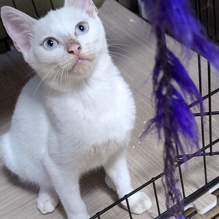 おっとり人も猫も好きブルーアイのあおいちゃん
