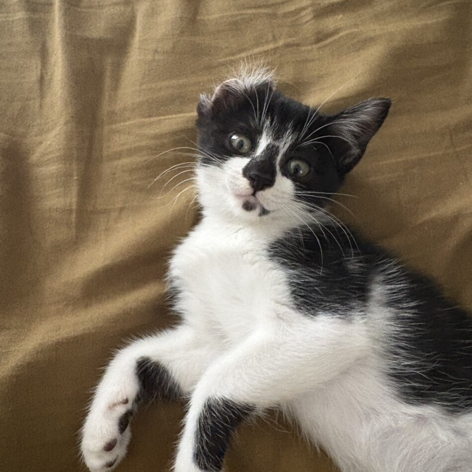 湯豆腐(仮)のカバー写真