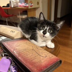 人も猫も大好きな女の子！