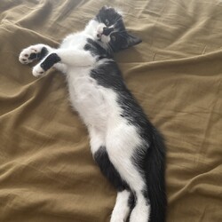 「人も猫も大好きな女の子！」サムネイル2