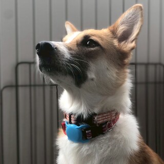 凛とした美しい和犬ミックスの女の子★シフォンさん