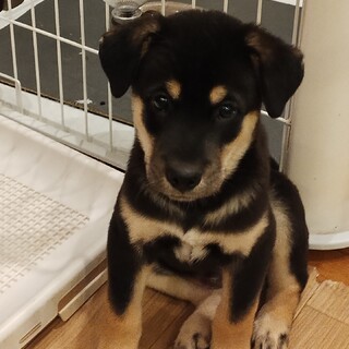 約2ヶ月半の男の子【太鼓】