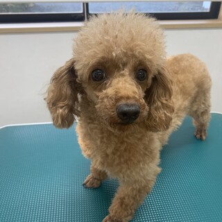 プードル の女の子！