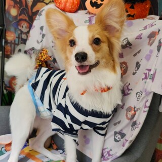 人懐っこいパピヨン♂