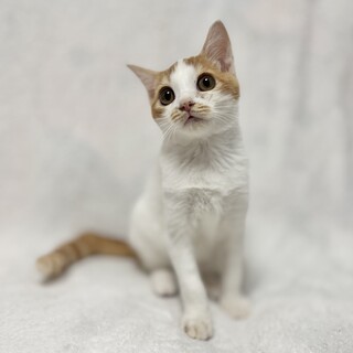 つぶらな瞳の甘えん坊！ジンジャーくん5ヶ月