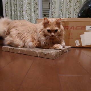 【急募】ノルウェージャンフォレストキャット里親募集