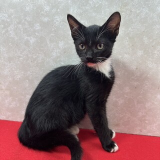 黒系仲良し兄弟！留守番もお任せ❤マスク