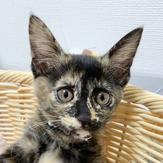 ⑩急募！さつまあげ　おっとり　幸運の鍵しっぽ