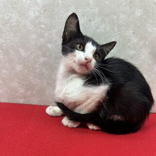 黒系仲良し兄弟！オモチャもご飯も大好き❤小鉄