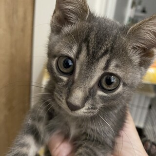 キラキラおめめ☺︎ピッピちゃん　2ヶ月