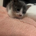 ほわほわの子猫