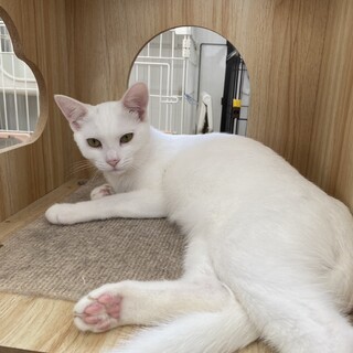 真っ白なチャイちゃん　女の子　4ヶ月