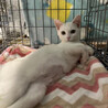 真っ白なチャイちゃん　女の子　4ヶ月 サムネイル4