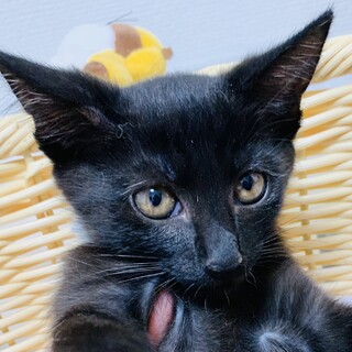 ⑨急募！あくまき　元気いっぱい　黒の女の子