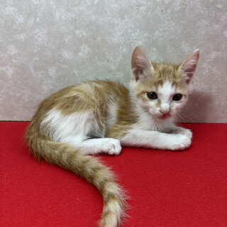 どこまで甘えて来るのか五兄弟！長毛かも❤ケン坊