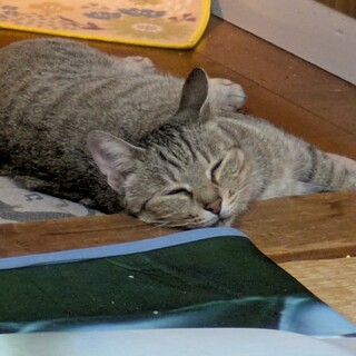 【至急】なでなで大好き猫♪誰か助けて。