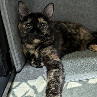 かわいいサビ・こはくちゃん