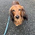 尻尾フリフリ陽キャなオリオン君