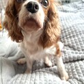 キャバリア6歳の女の子　とても穏やかな性格です