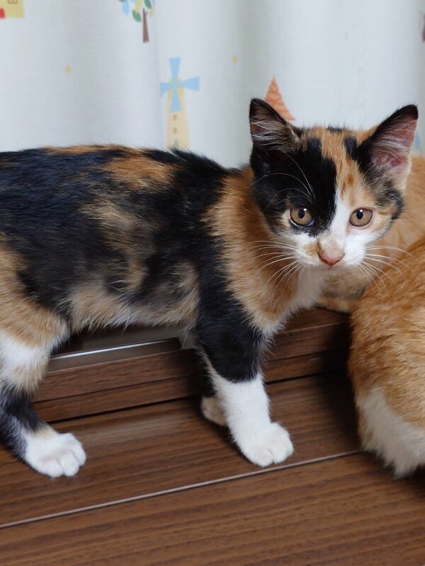 子猫2匹 かわいい三毛＆」長野県 - 猫の里親募集(527119) 2枚目の
