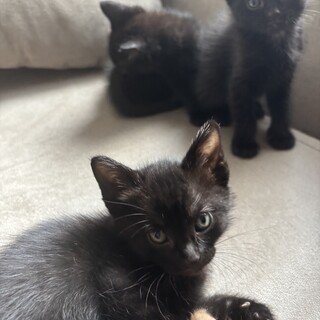 子猫　里親募集