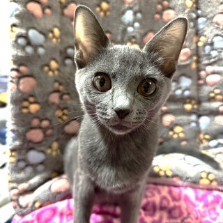 ねこ自慢出演‼︎サンシャイン池崎絶賛♡トコちゃん