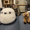 北海道から連れて帰ってきたシマエナガとヒグマと。