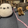 シマエナガとヒグマとおもちゃ。