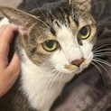 ぽっちゃり猫さん
