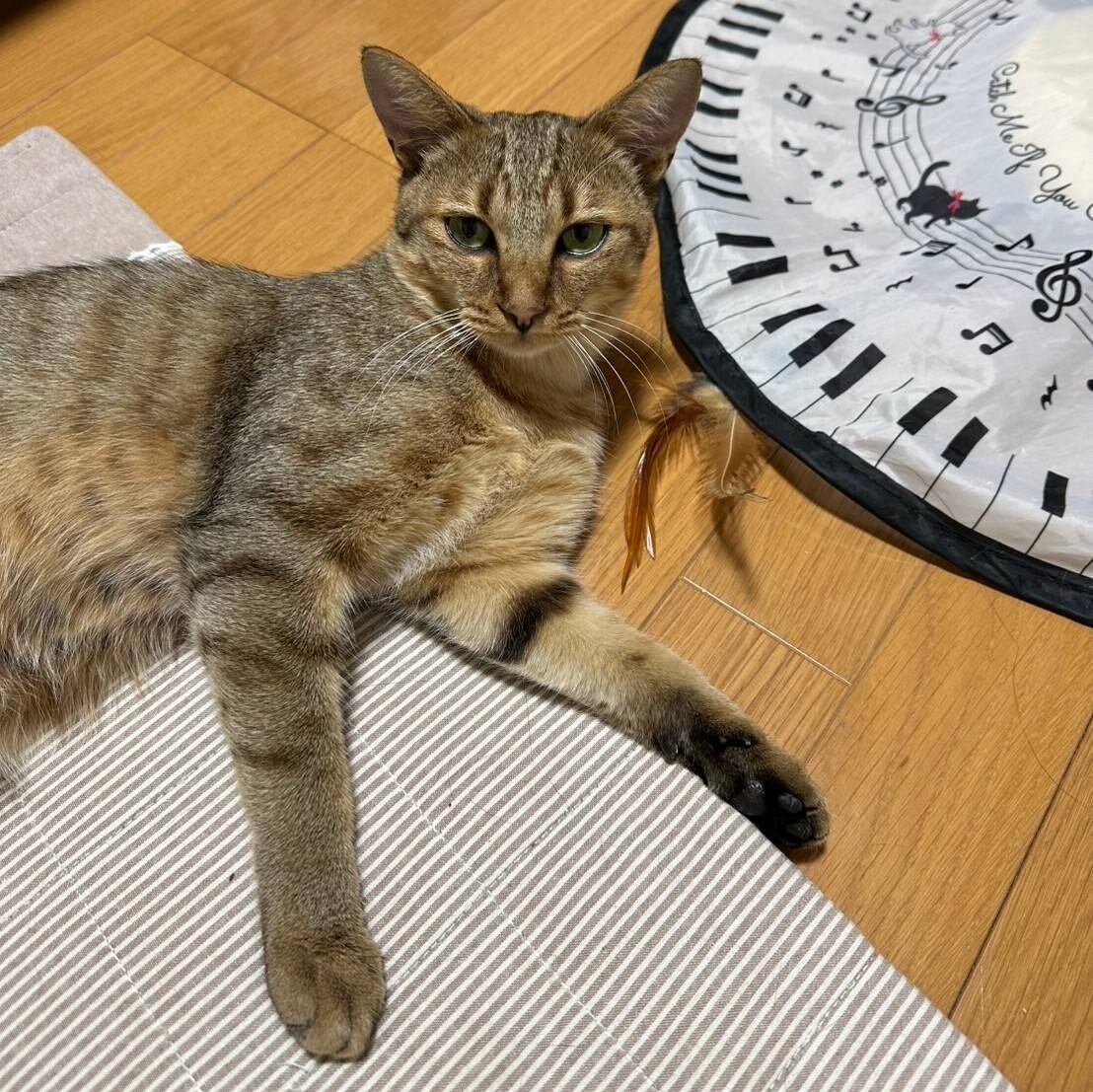 麦わら柄の甘えん坊男子 サムネイル5