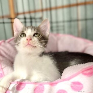 おっとり系男子の あさりくん