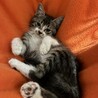 10/19ドン・キホーテ譲渡会参加子猫 サムネイル6