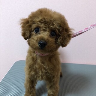 愛嬌がいい女の子です