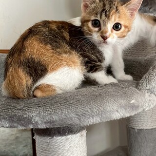 10/19ドン・キホーテ譲渡会参加三毛子猫