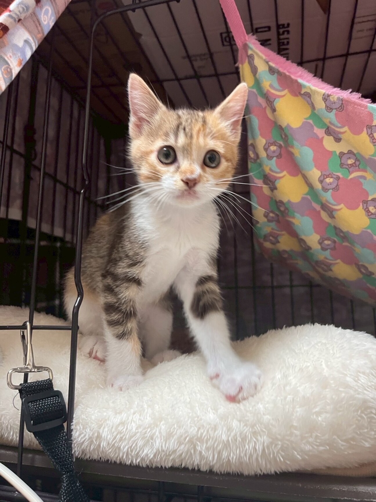 10/19ドン・キホーテ」大阪府 - 猫の里親募集(527464) :: ペットの