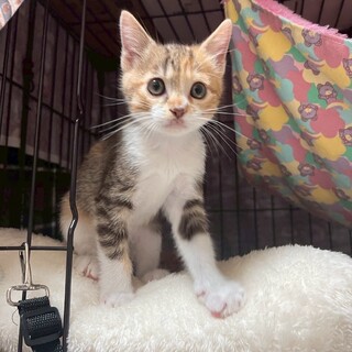 10/19ドン・キホーテ譲渡会参加三毛子猫