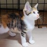  ちょっぴりシャイで控えめなテトちゃん サムネイル3