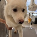 元野犬？里親さま募集！