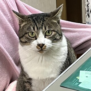 キジ白♂ つきくん