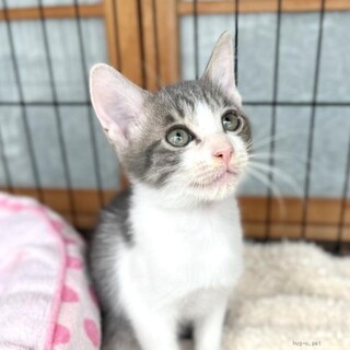 おっとり系男子の しじみくん