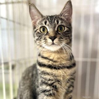 ツンデレなかつおくん