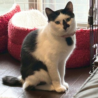 ちょぴりビビり、でもナデナデ大好き♡トコちゃん