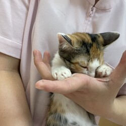 おきなわ美ら猫❤譲渡会 in 天白区一軒家会場