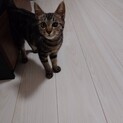 人懐っこい男の子アメショ風