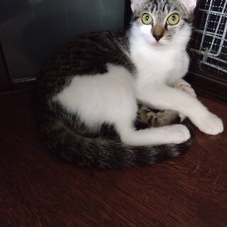 10/19ドン・キホーテ譲渡会参加キジ白子猫♀