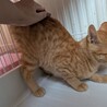 白血病陽性　ゴロスリで人馴れした子猫達 サムネイル3